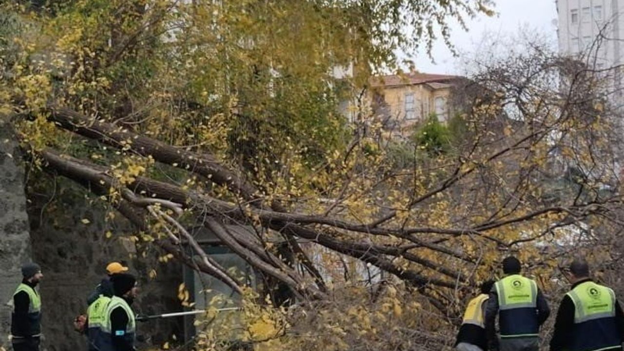 Samsun'da Şiddetli Rüzgar Ağaçları Deviriyor