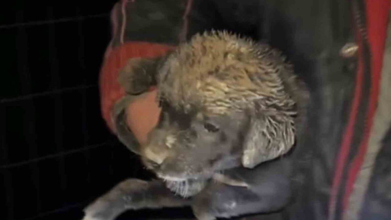 Samsun'da Yavru Köpek Kurtarıldı