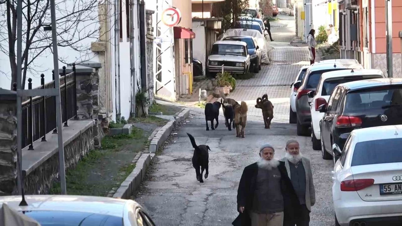 Samsun'daki Başıboş Köpekler Ekipleri Görünce Kaçtı