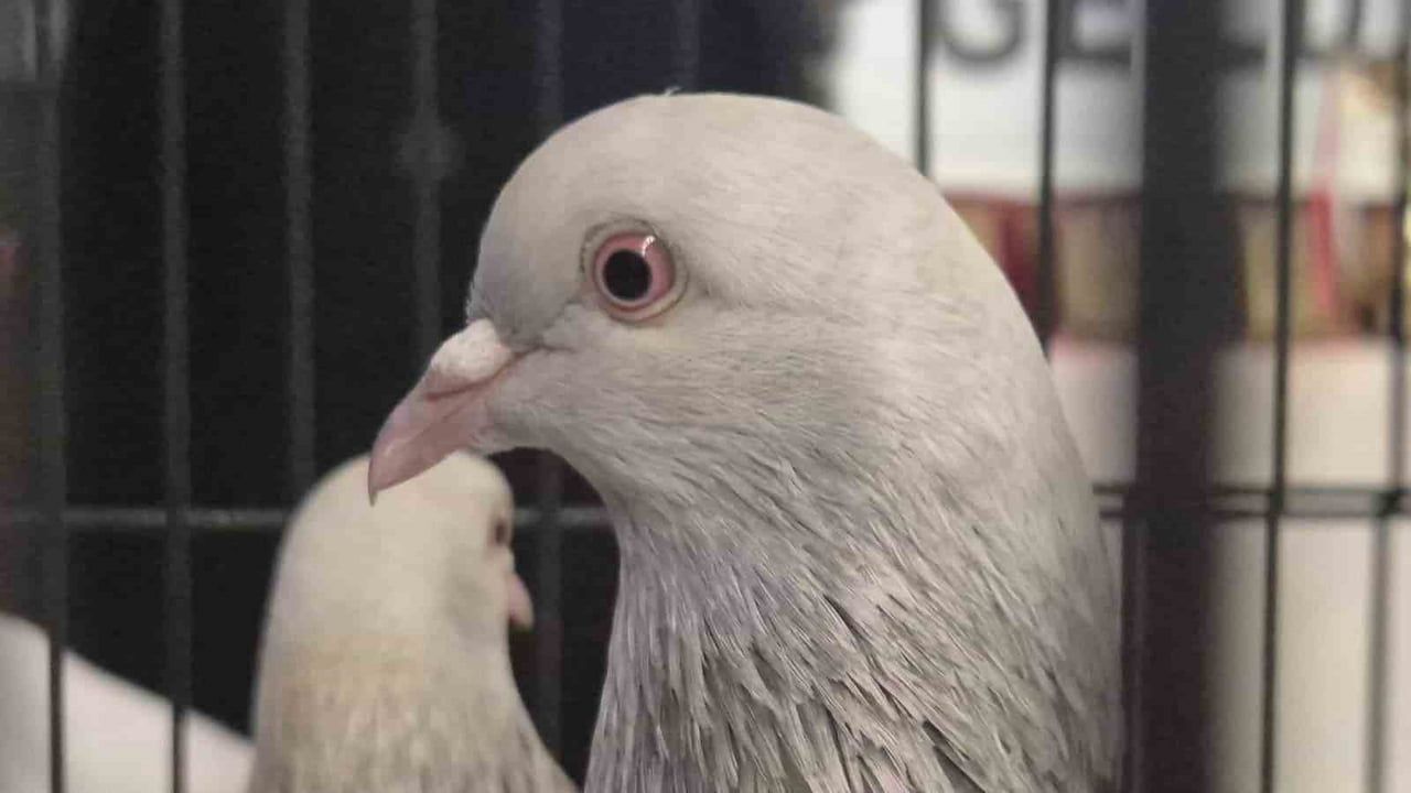 Samsun Güvercin Yetiştiricileri Derneği Kupa Töreni Düzenledi