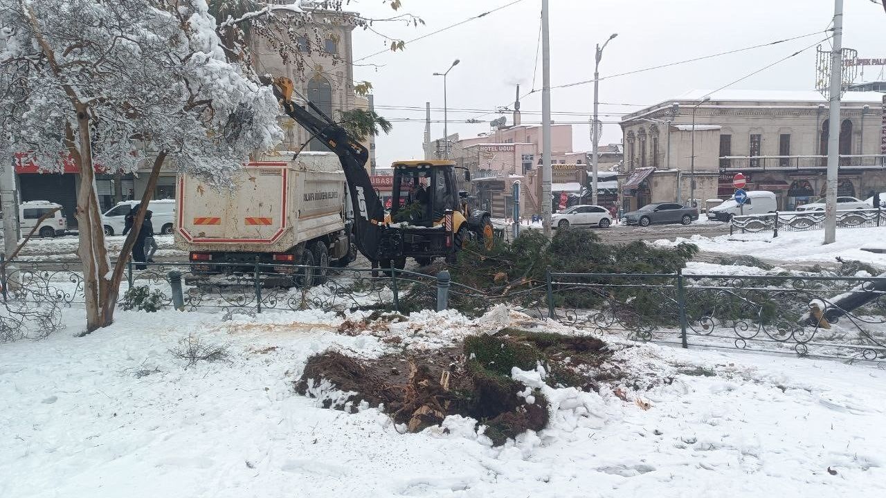 Şanlıurfa'da Kar Yağışı Ağaçları Devirdi