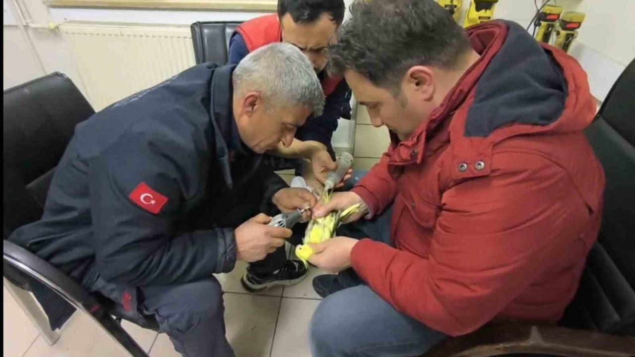 Şanlıurfa'da Papağanın Ayağına Sıkışan Halhal Kurtarıldı