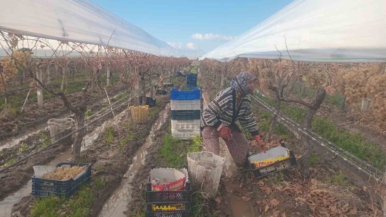 Sarıgöl'de Üzüm Hasadı Devam Ediyor