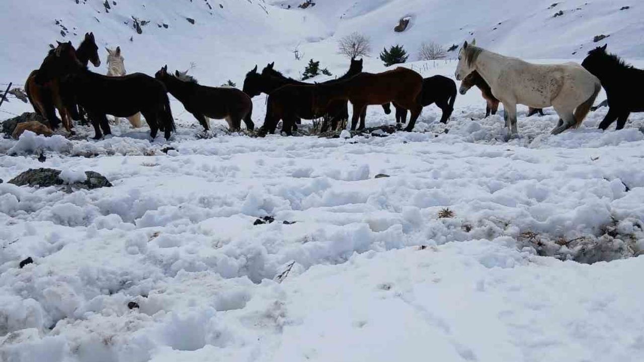Sason'da Mahsur Kalan Katırlar Kurtarıldı