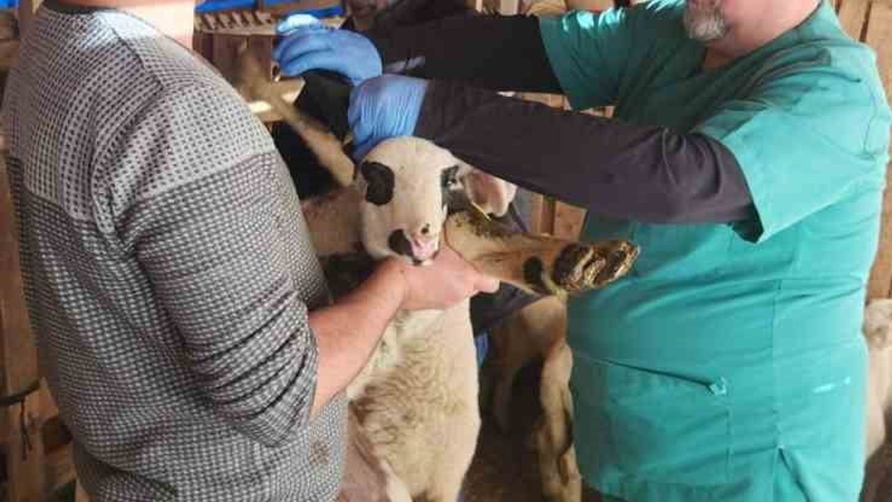 Sazlı Mahallesi'nde Hayvan Sağlığı İçin Aşı ve Küpeleme Uygulaması