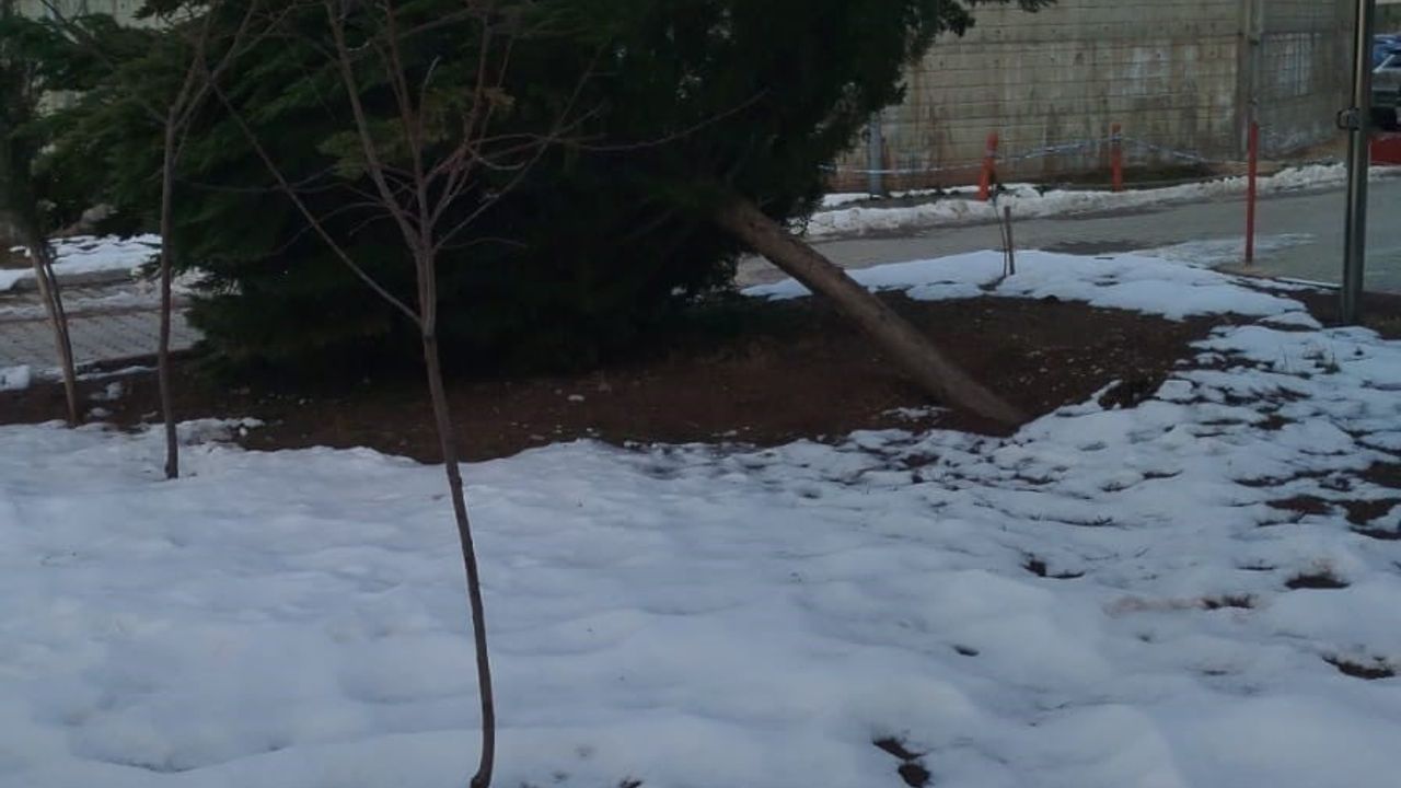 Şiddetli Rüzgar Gölbaşı Hastanesi'ndeki Çam Ağacını Devrildi