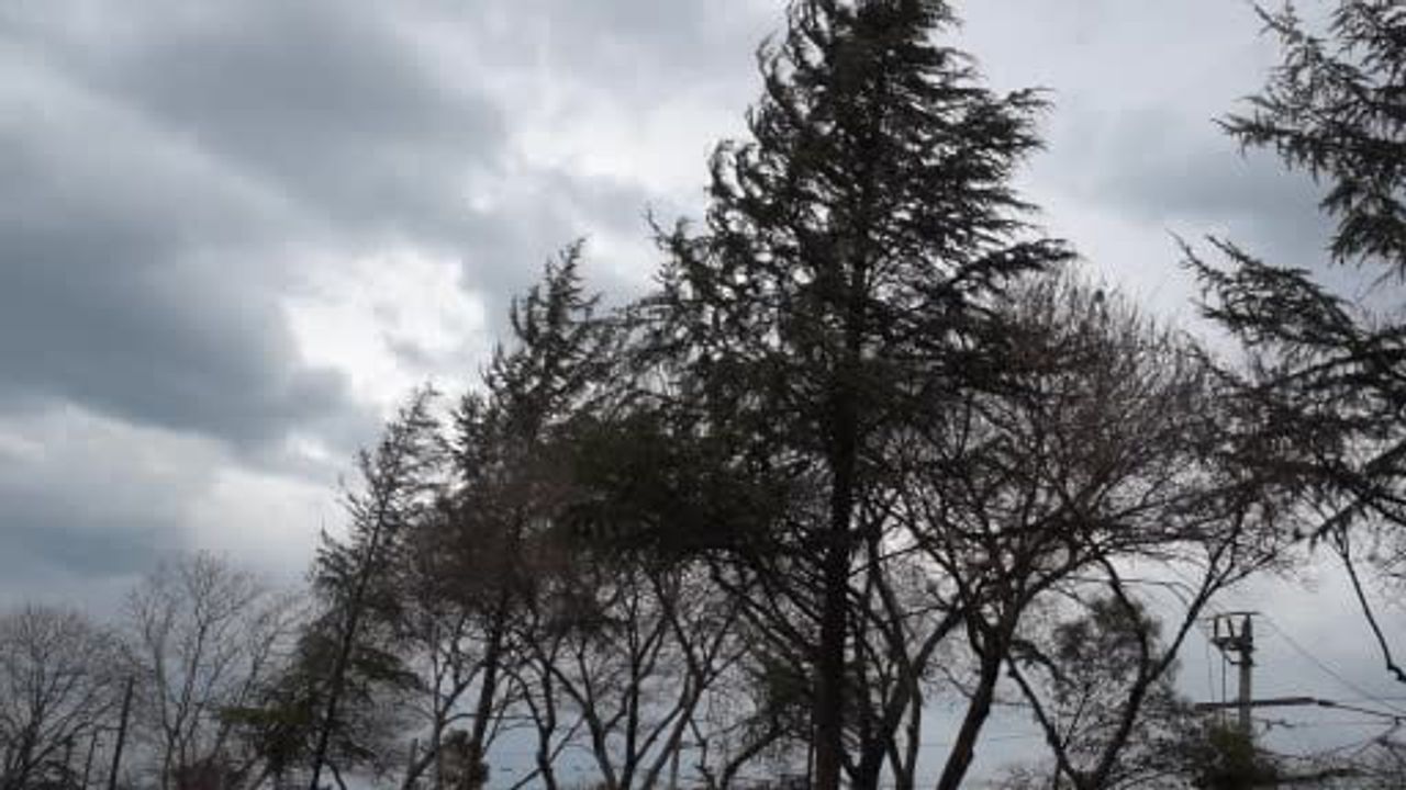 Şiddetli Rüzgar Sakarya'yı Vurdu: Ağaçlar Devrildi