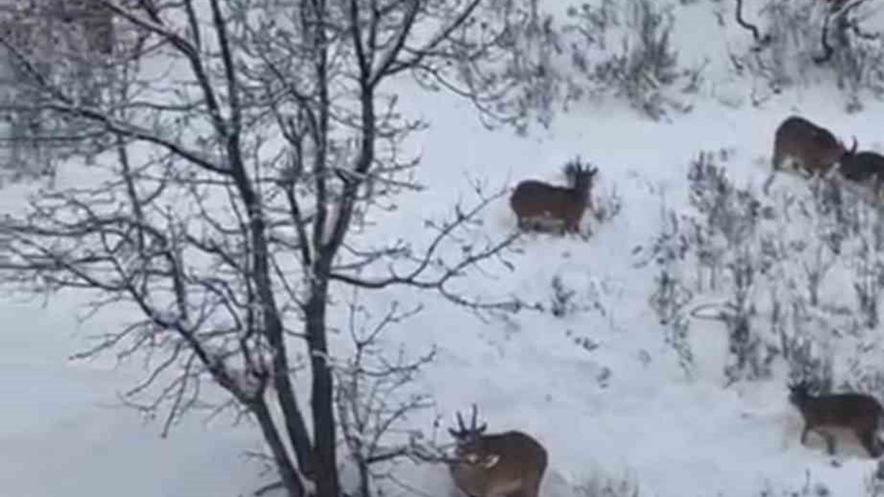 Siirt'te Yaban Keçileri Sürü Halinde Görüntülendi