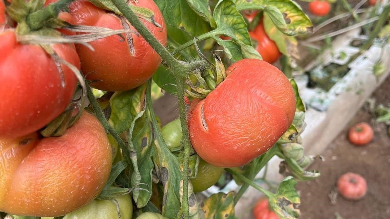 Simav'da Zirai Don Zararı Tespit Çalışmaları Başlatıldı