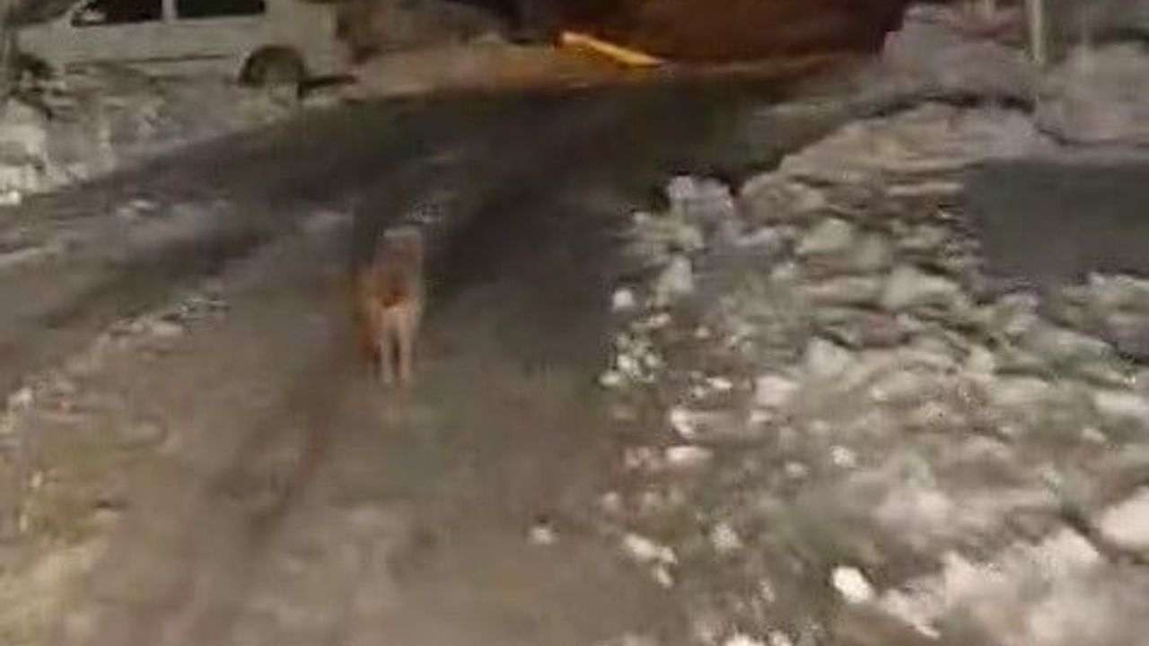 Sincik'te Kurt Görüntülendi