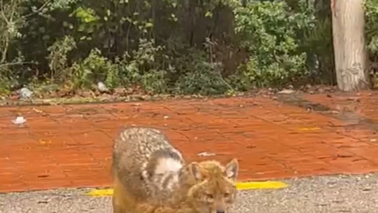 Sinop’ta Bir Çakalın Fındık Seçimi