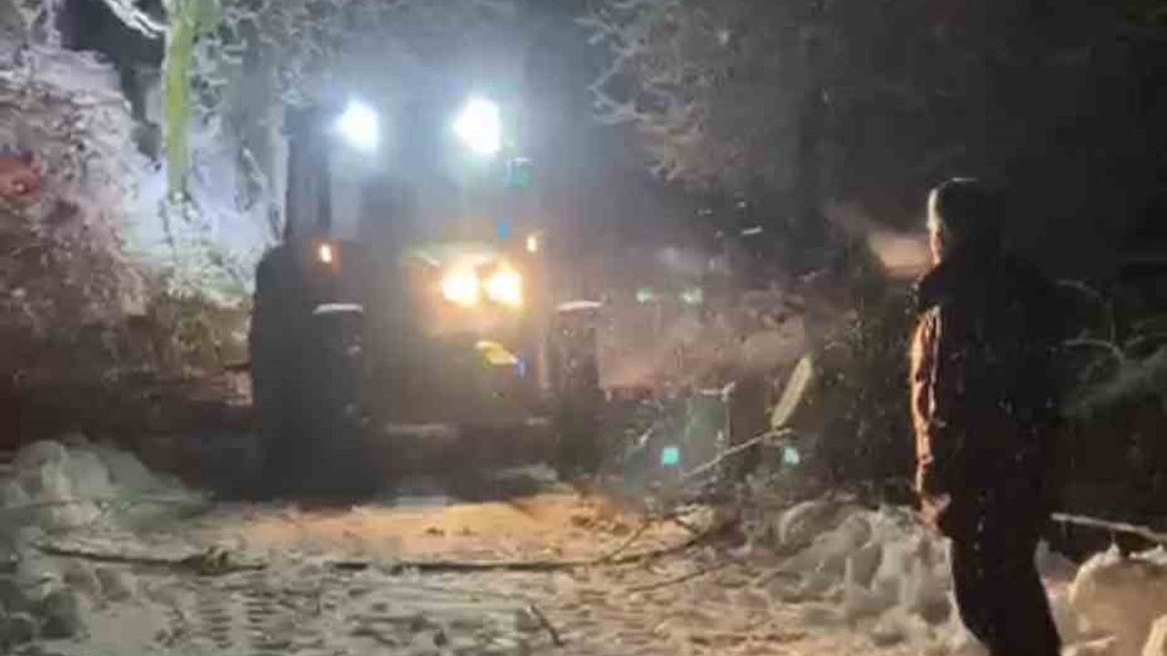 Sinop'ta Kar Yağışı Sonrası Ağaç Devrildi