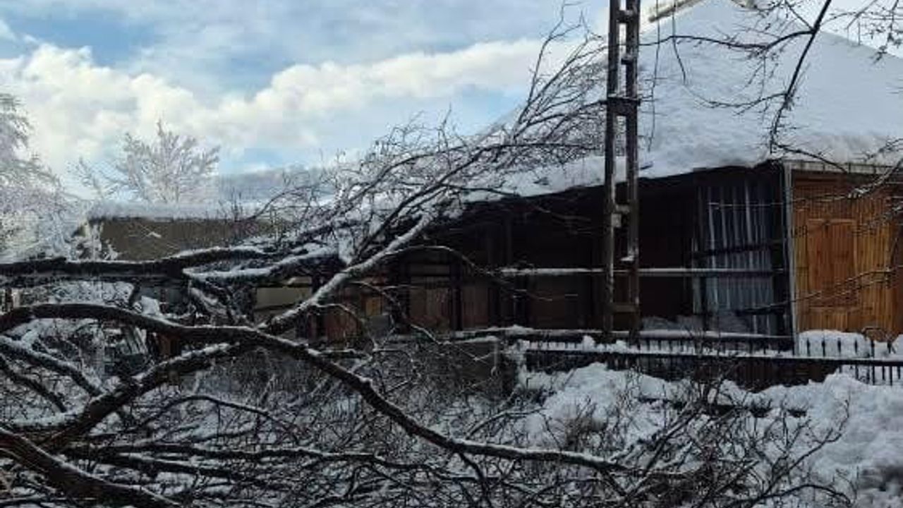 Sinop'ta Kara Yolunda Ağaç Devrildi