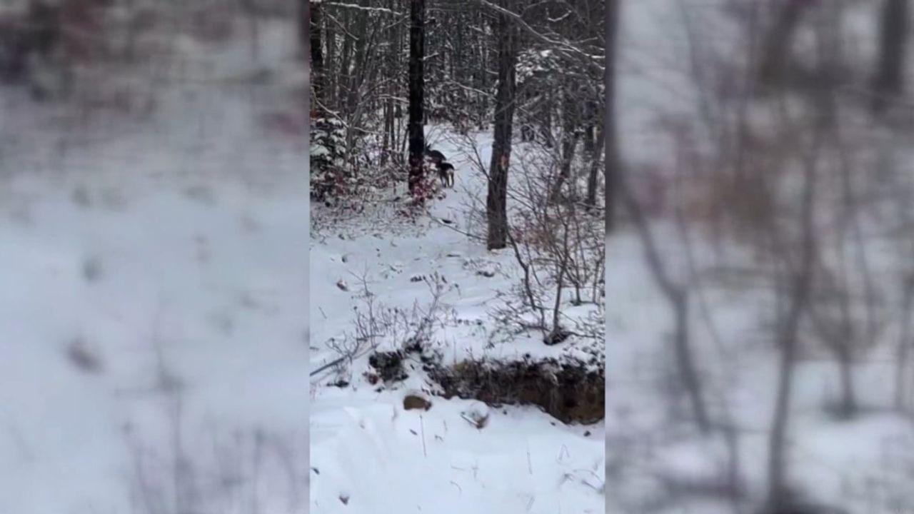 Sinop'ta Karacalar Yiyecek Ararken Görüntülendi