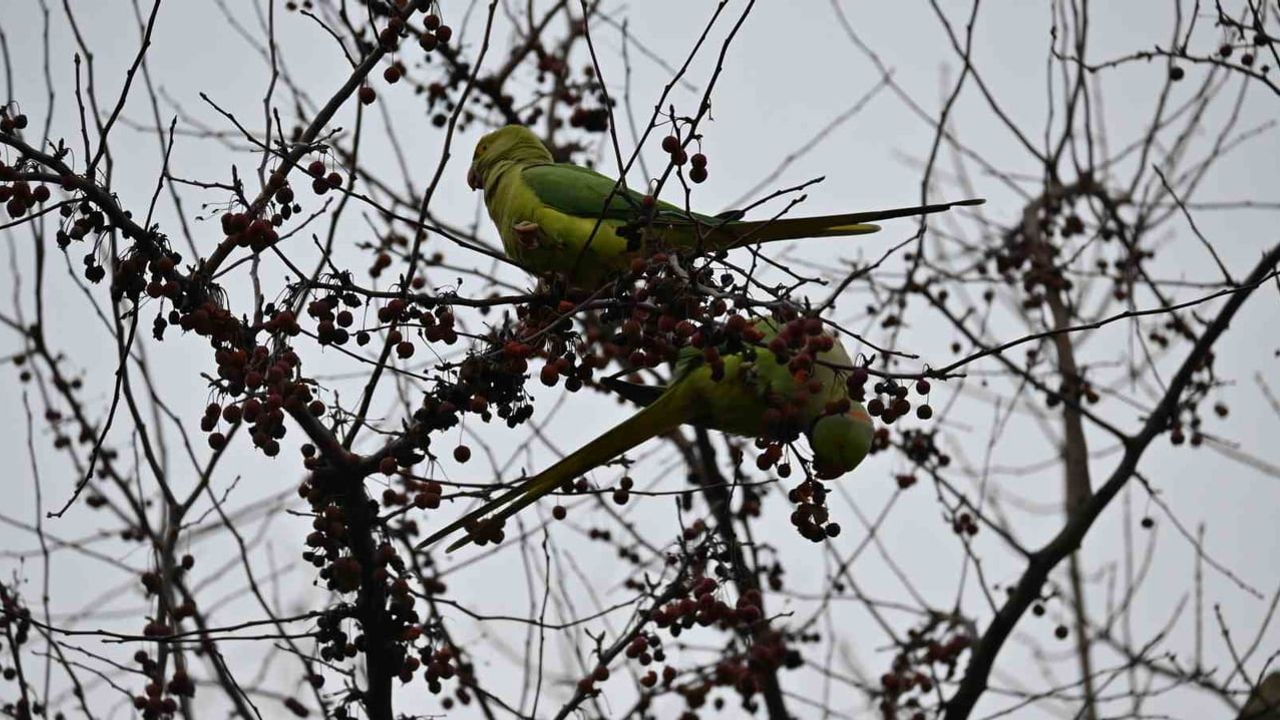 Şirintepe Mahallesi'nde Papağan Görüntüleri İlgi Odağı Oldu