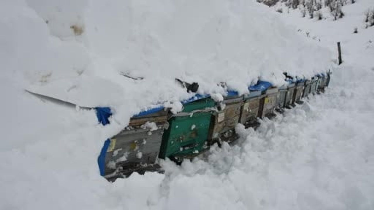 Şırnak'ta Çığ Felaketi: Bal Arıları Kurtarıldı