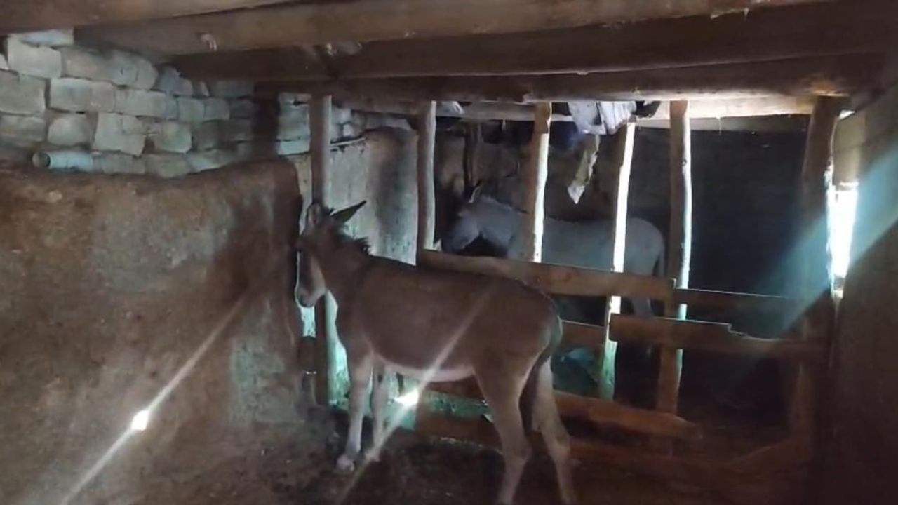 Şırnak’ta Sokak Hayvanları İçin Sevindirici Gelişme