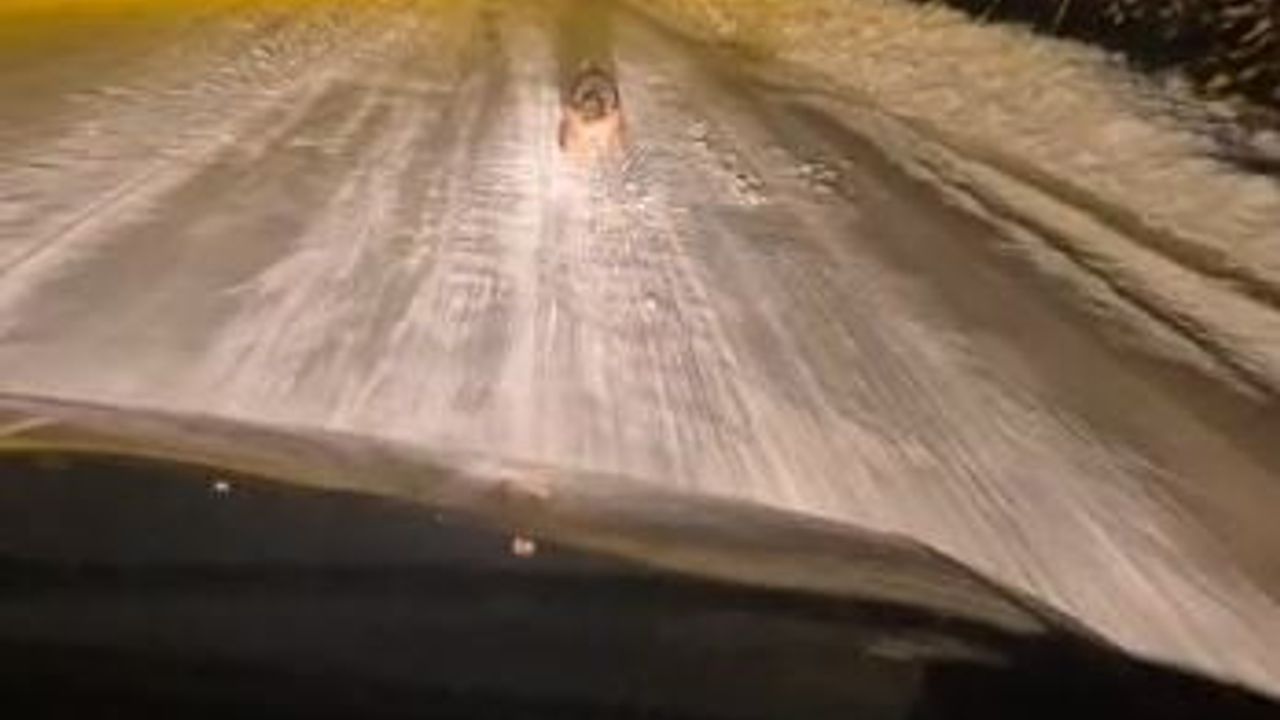 Sivas'ta Aç Kalan Kurtlar Yerleşim Alanlarında Görüntülendi