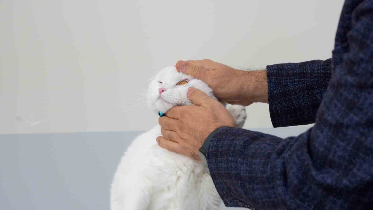 Sivas'ta Acil Klinik: Yaralı Hayvanlara 24 Saat Sağlık Hizmeti