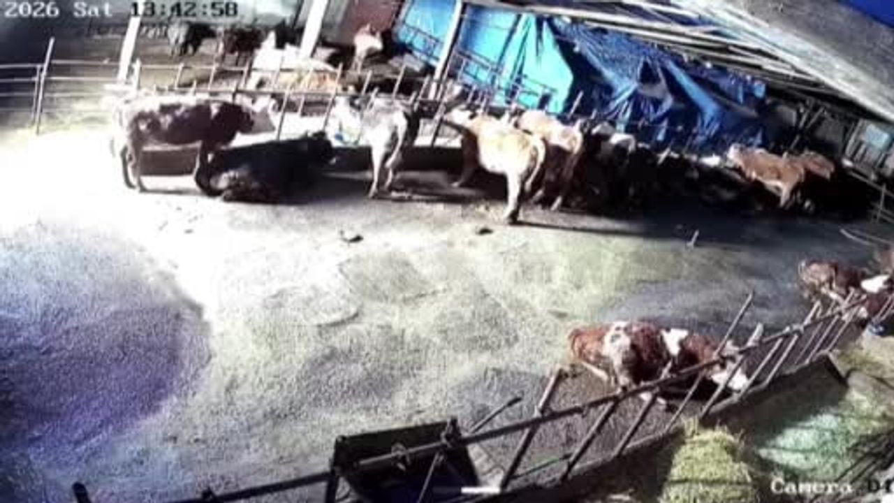 Sivas'ta Ahır Ç çöktü, Olay Güvenlik Kameralarına Yansıdı