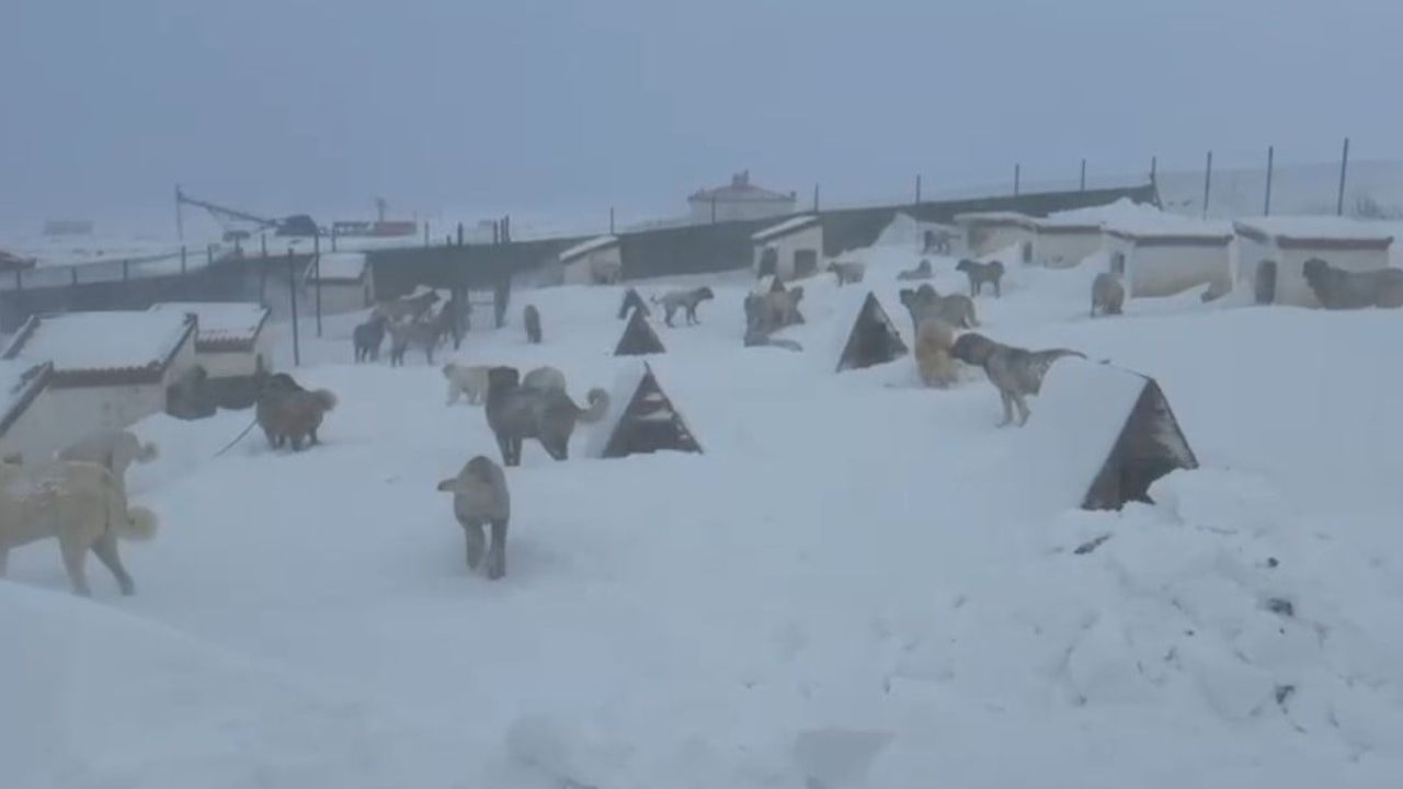 Sivas'ta Kangal Yetiştiricisi Zorlu Kış Şartlarıyla Mücadele Ediyor