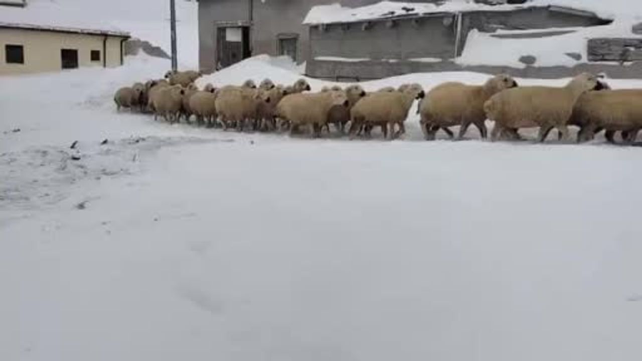 Sivas'ta Kar Kalınlığı 2 Metreyi Aştı