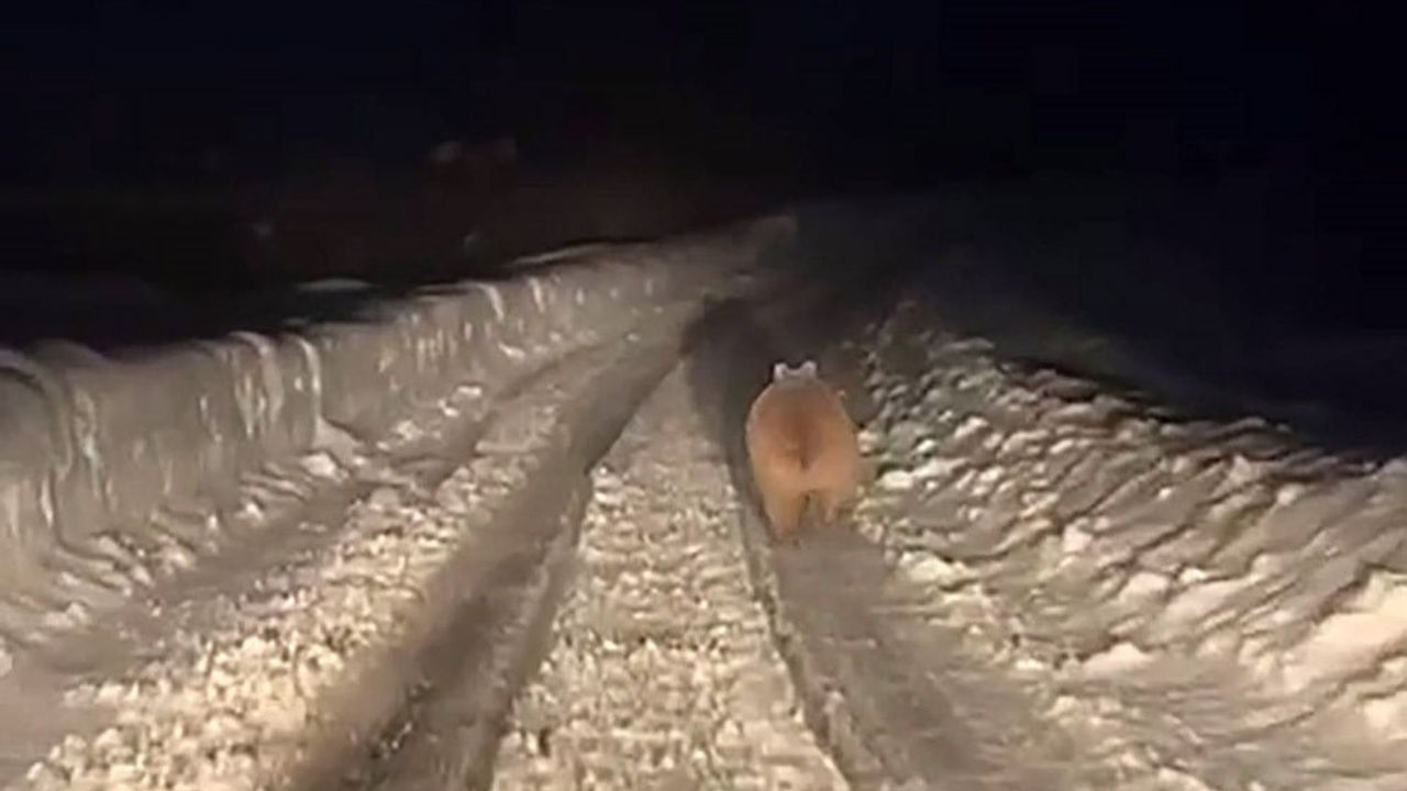 Sivas'ta Kış Uykusuna Yatmayan Ayı Görüntülendi