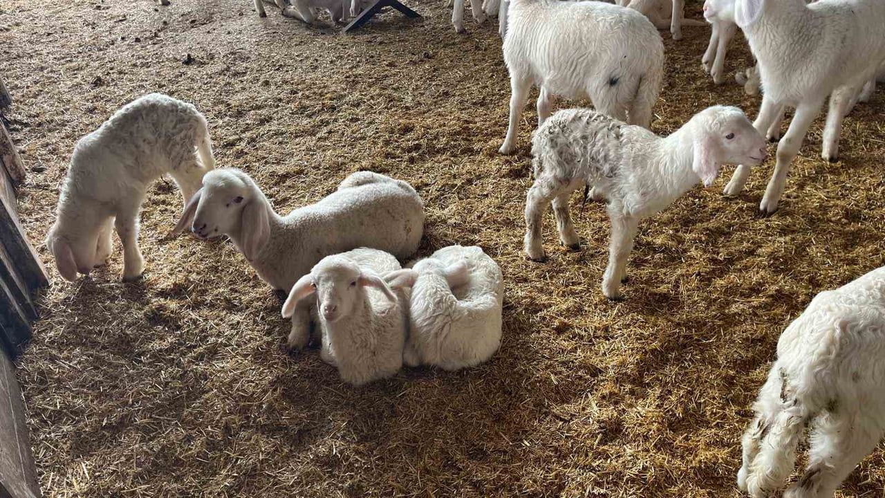 Soğuk Havada Doğum Yapan Koyunlar Üreticileri Sevindiriyor