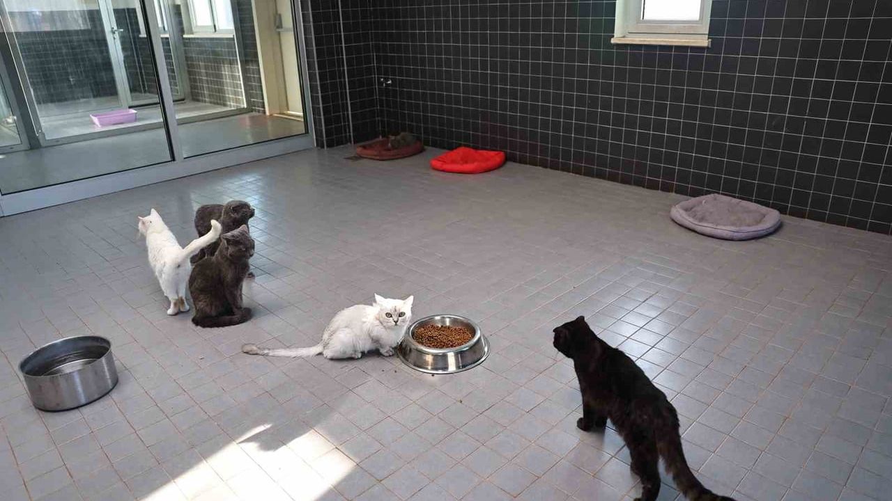 Sokak Hayvanları Geçici Bakımevi: Yeni Yuvalar ve Sağlık Hizmetleri