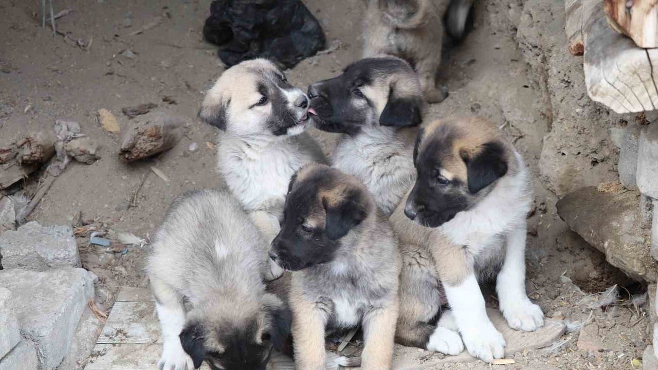 Sokak Köpeği 10 Yavru Sahipleniyor: Yardım Çağrısı