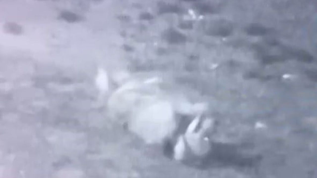 Sokak Köpekleri Sahipli Köpeği Mahvetti