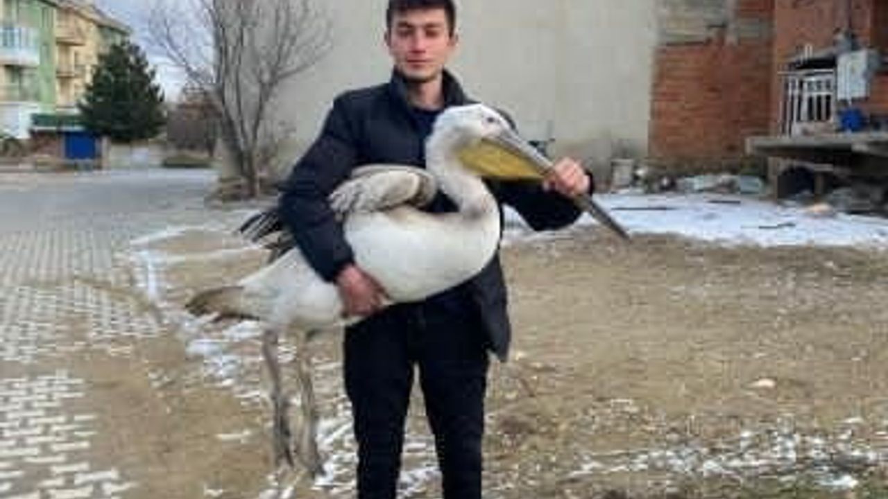 Sokakta Bulunan Yaralı Pelikan Koruma Altına Alındı