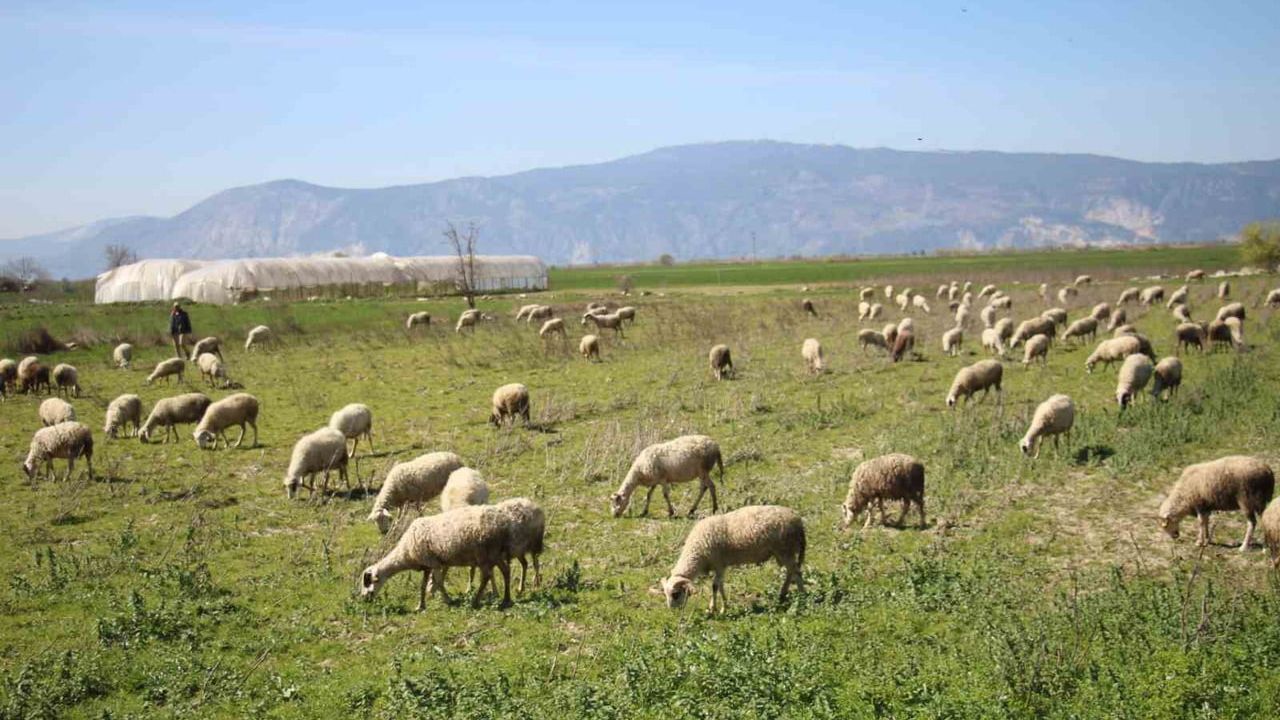 Söke'de Yetiştiricilere Destekleme İcmali Uyarısı