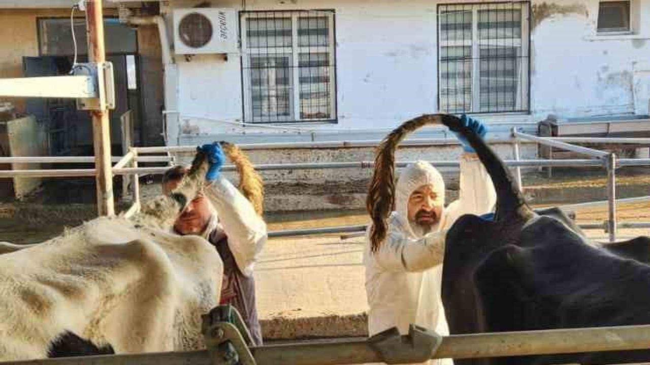 Söke TAYEM'de Tüberküloz ve Brucella Taraması Gerçekleştirildi