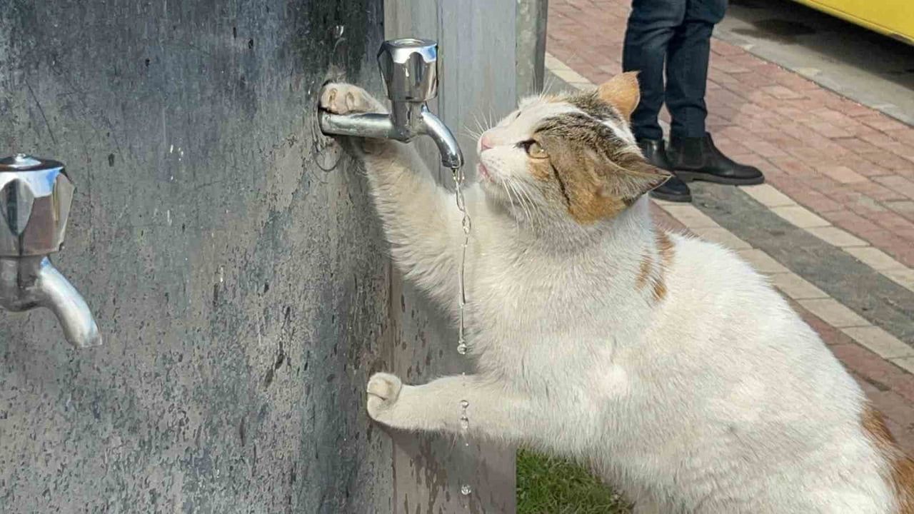 Susuz Kediye Umut Oldular