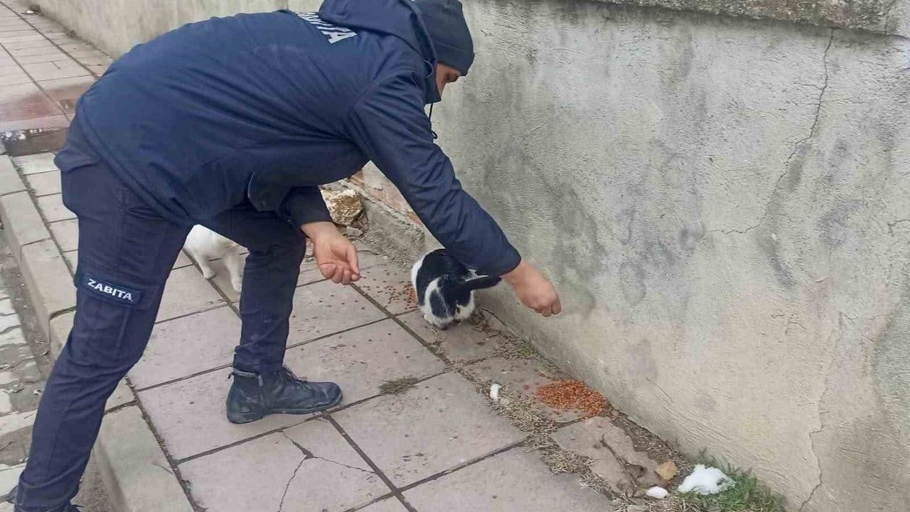 Taşköprü Belediyesi Sokak Hayvanlarına Destek Veriyor