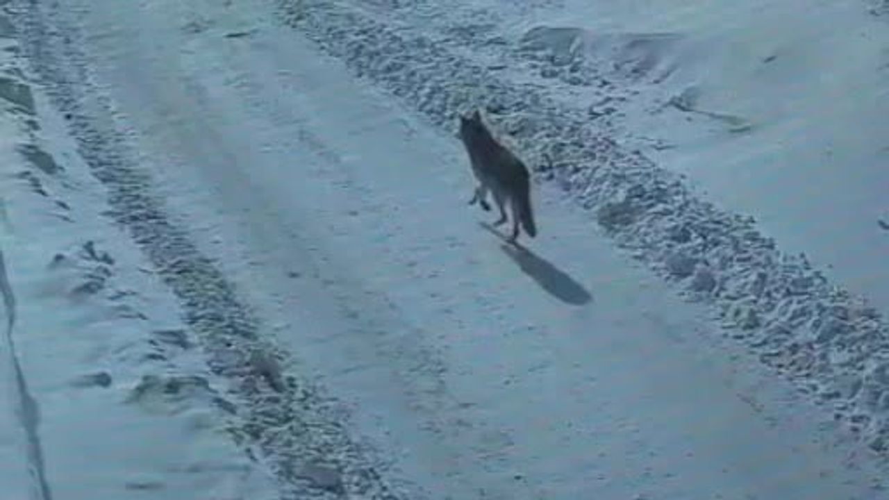 Tatvan'da Gündüz Kurt Görüntülendi