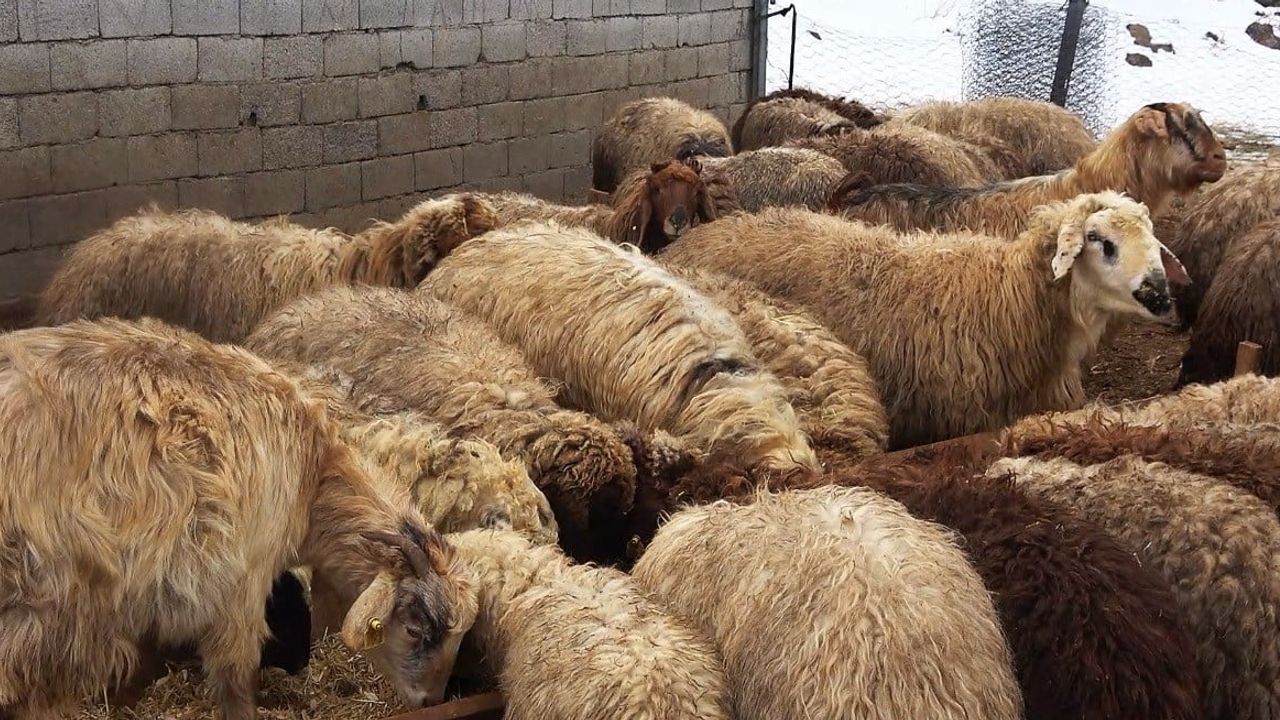 Tatvan'da Kış Besiciliği Başladı