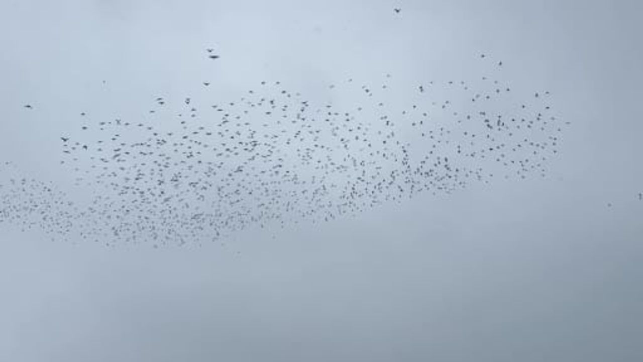 Tatvan'da Kış Mevsiminde Kuş Akını