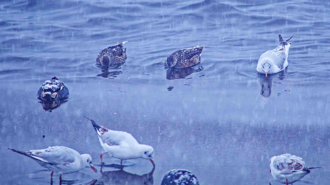 Tatvan'da Kış Ortasında Kuş Hareketliliği