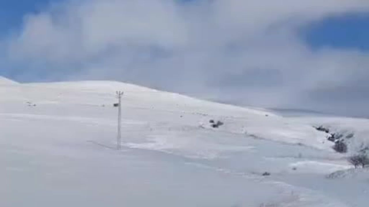 Tatvan Kırsalında Domuz Sürüsü Görüntülendi