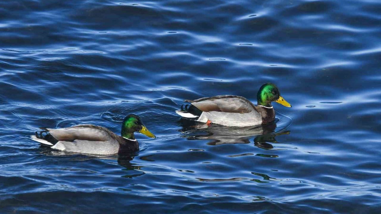 Tatvan Sahilinde Yeşilbaş Ördeklerin Görüntüleri