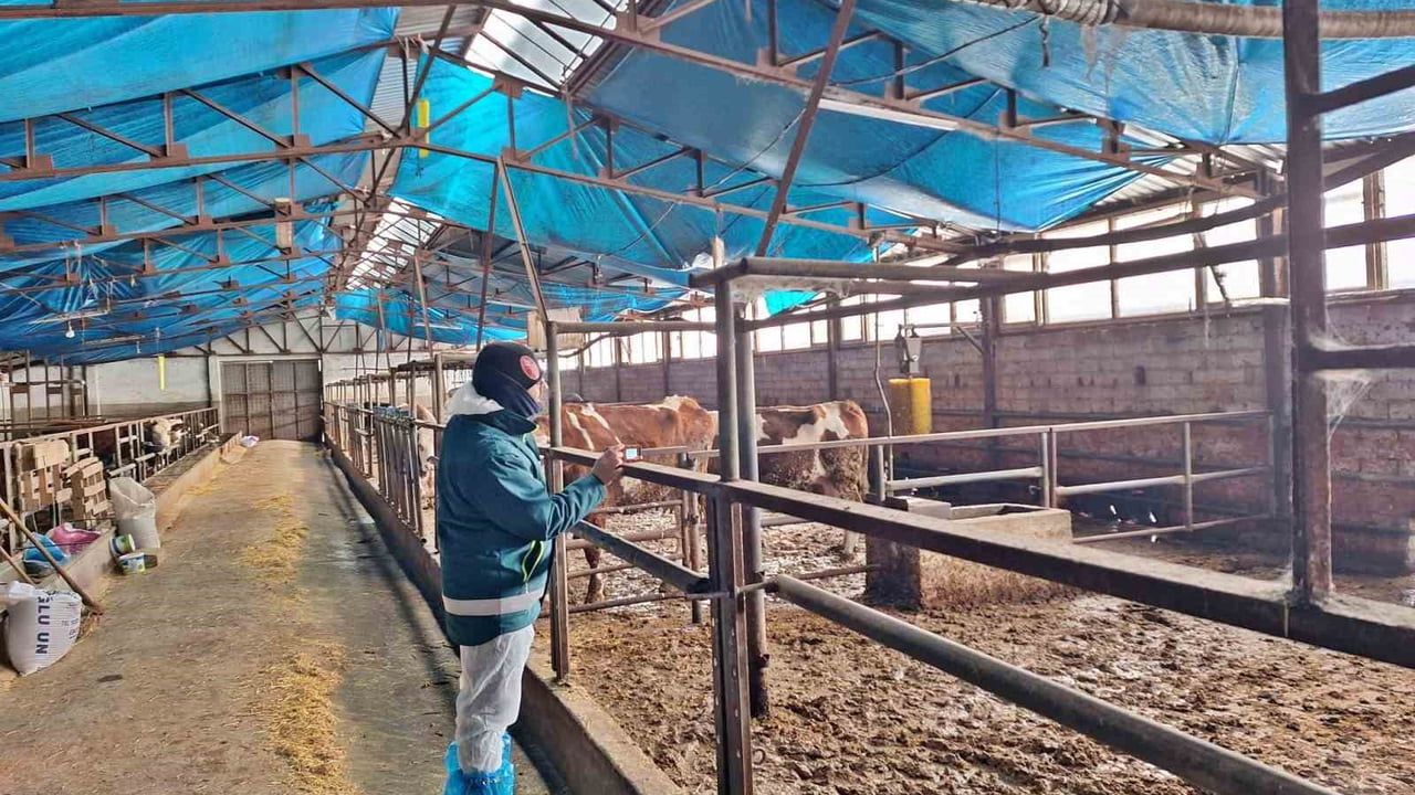 Tavşanlı’da Besilik Hayvan Kapasite Tespit Çalışmaları