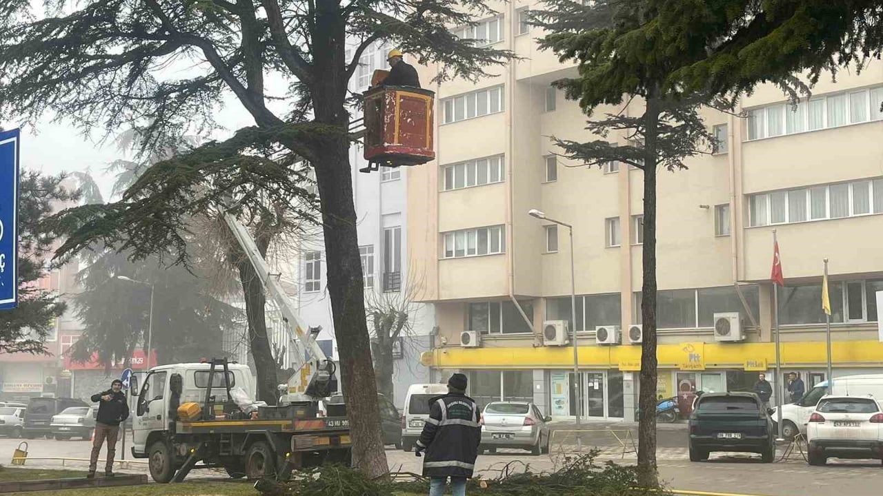 Tavşanlı'da Riskli Ağaçlara Müdahale