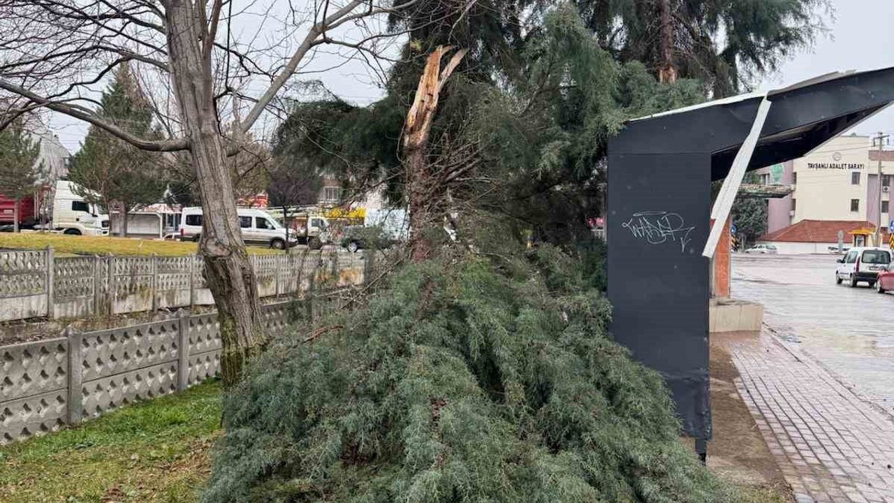 Tavşanlı'da Şiddetli Rüzgar Ağaç Devirdi