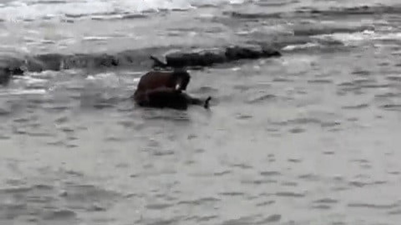 Tekirdağ Kıyılarında Nadir Görüntü: Su Samuru