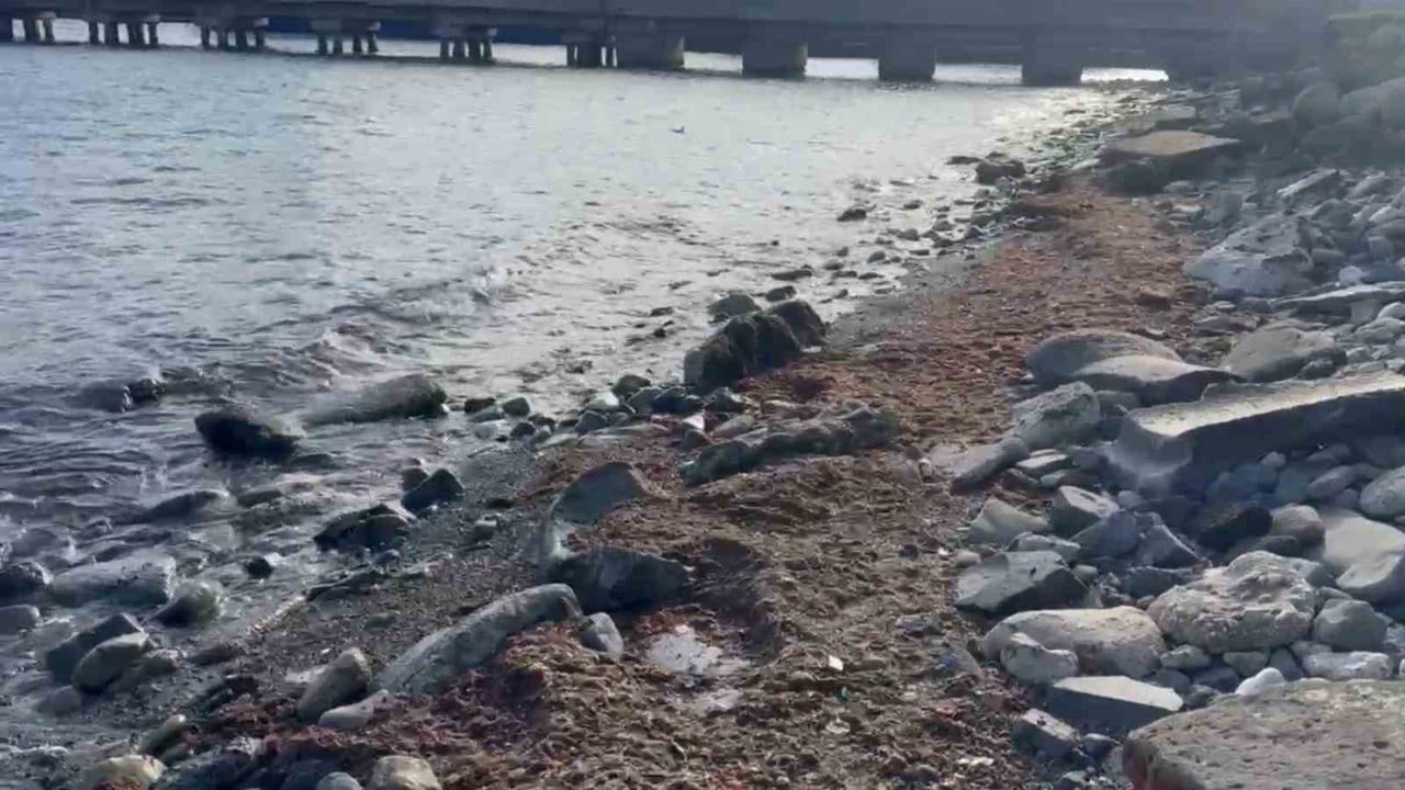 Tekirdağ Sahili Kırmızı Yosunlarla Kaplandı