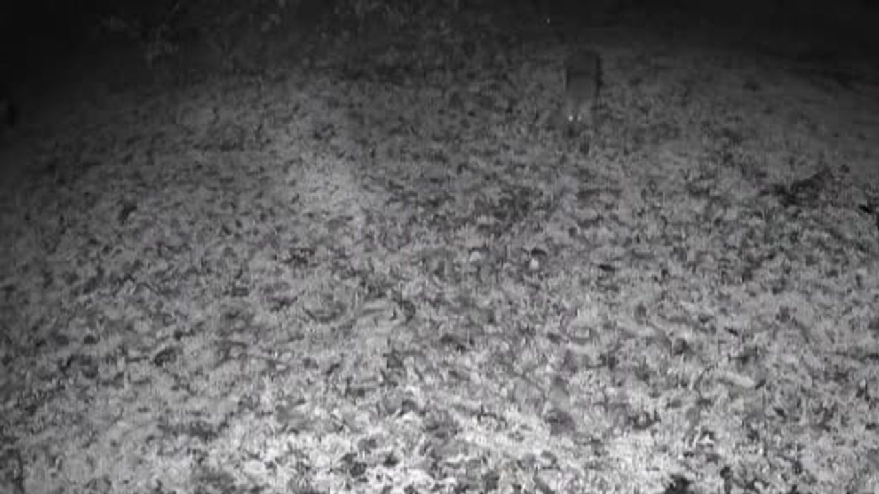 Terkos Gölü'nde Gece Görülen Kurt Annesi