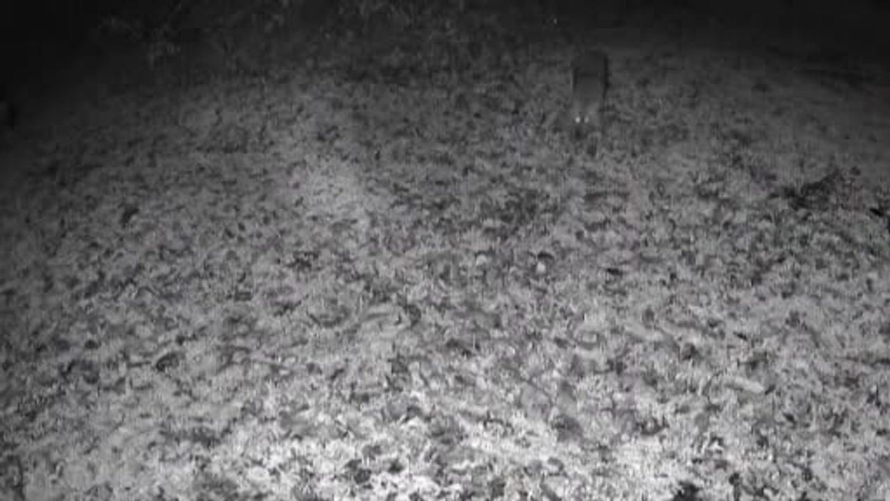 Terkos Gölü'nde Gece Yaşanan Doğa Sürprizi