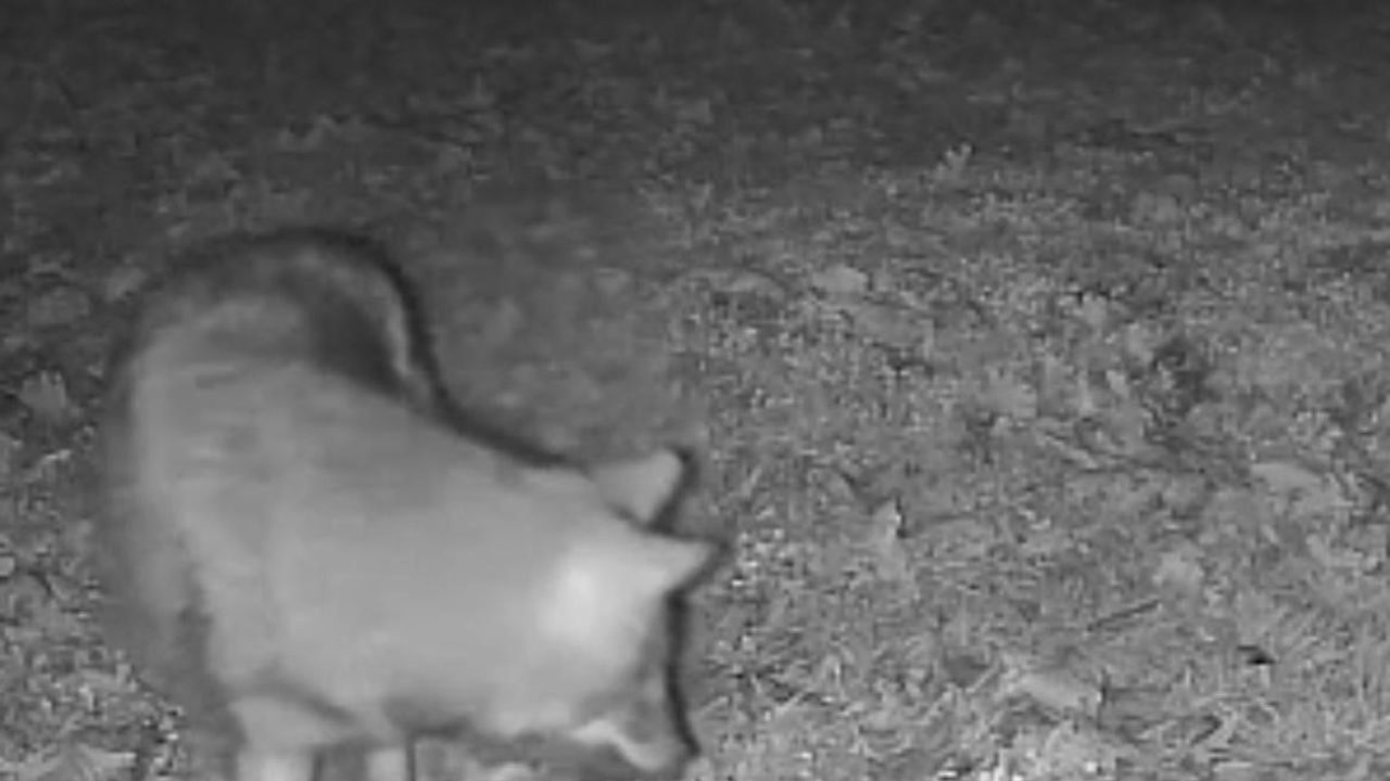 Terkos Gölü'nde Gece Yüzleşmesi: Kurt ve Karavan Kampı